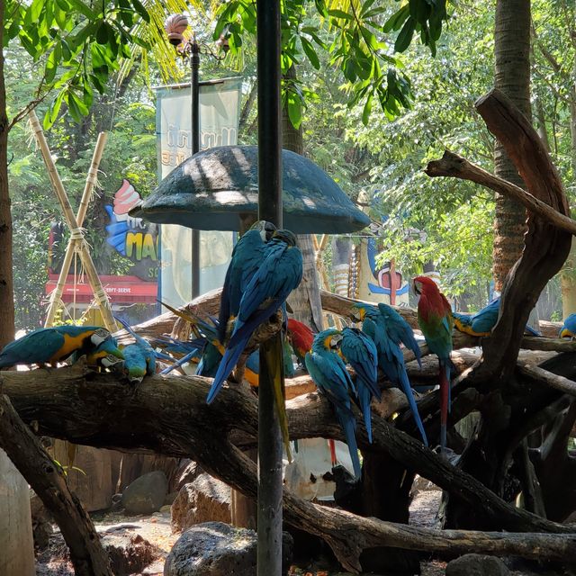 曼谷最大野生動物園👍🏻半日親子好去處