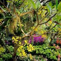 The Hanging Gardens - Mexican Roots 