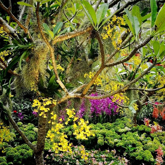 The Hanging Gardens - Mexican Roots 