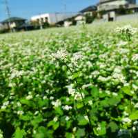 兵庫県！完全予約制の野菜たっぷりランチ