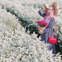 สวนดอกไม้ลุงรน เชียงใหม่