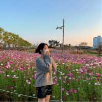 🌸 고하도 ‘코스모스‘ 🌸