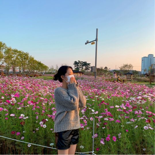 🌸 고하도 ‘코스모스‘ 🌸