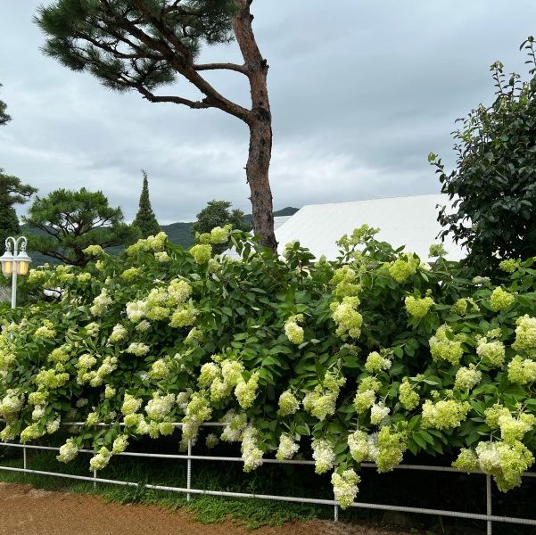 활짝 핀 수국을 입장료 없이 볼 수 있는 곳!!🌳