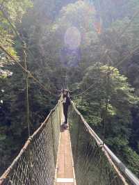 Amazing canopy walk in Mulu park