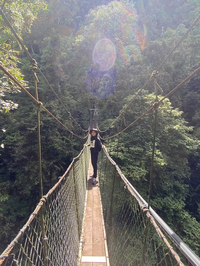 Amazing canopy walk in Mulu park