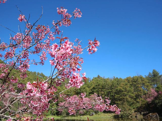 🌸หน้าหนาวนี้มาดูซากุระเมืองไทยกัน🌸