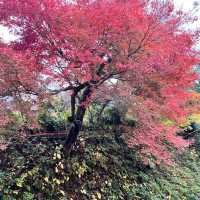 【京都】紅葉が美しい京都のパワースポット