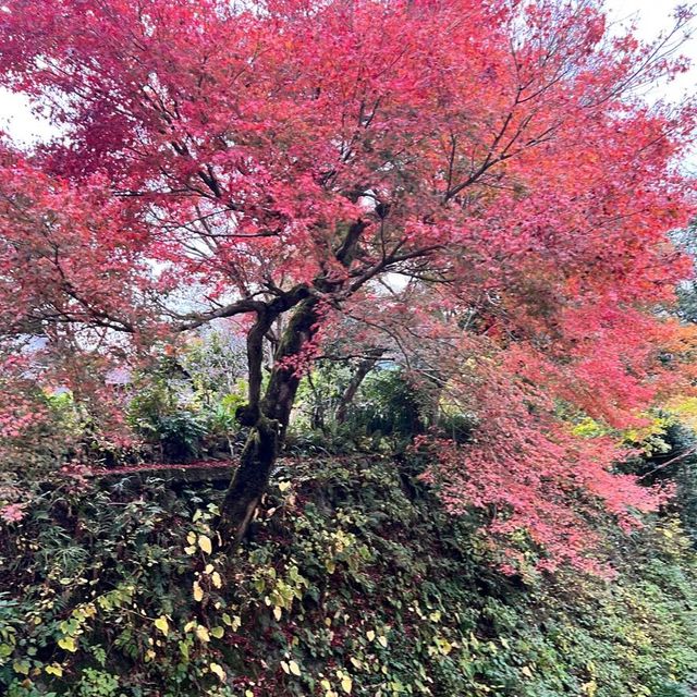【京都】紅葉が美しい京都のパワースポット