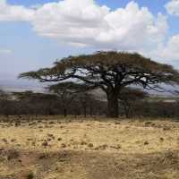 A most SPECTACULAR photo Safari in Tanzania 