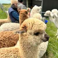 NZ_Akaroa Shamarra Alpacas