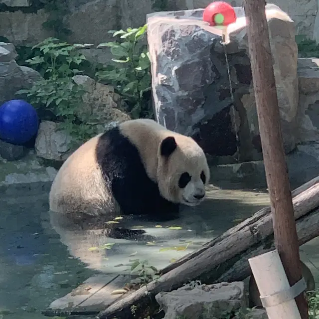 【上海】上海動物園