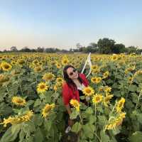 ทุ่งทานตะวัน  สระบุรี 🌻