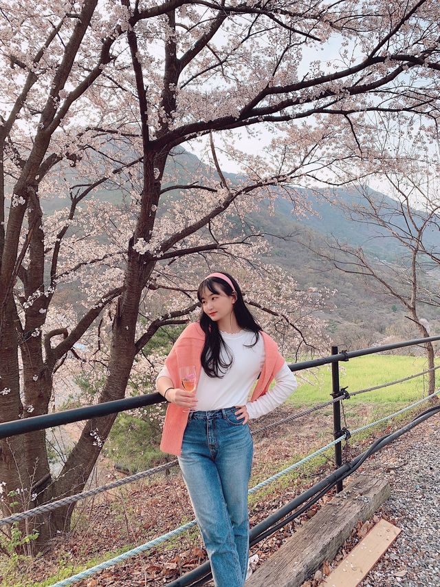 벚꽃 캠핑은 밀양 "미르오토캠핑장" 에서 !