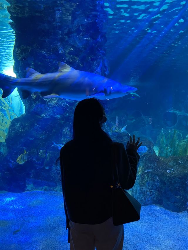 물고기도 털 달린 동물 친구들도 볼 수 있는 코엑스 아쿠아리움🌊