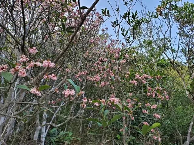 Chinese New Year Flower。紫羅蘭山賞吊鐘花