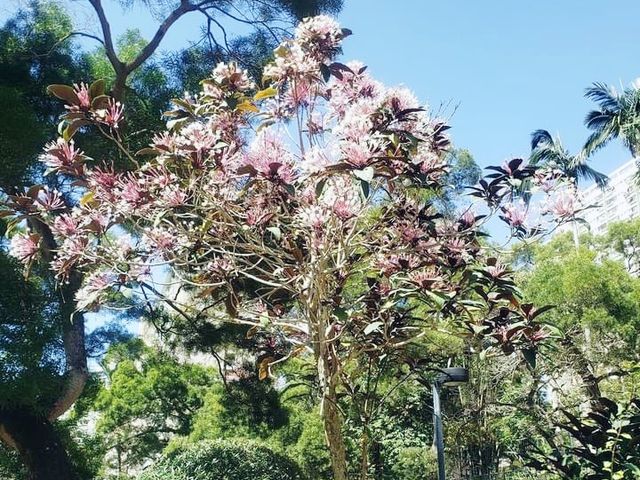 城門谷賞花好去處