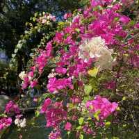 親子好去處｜香港動植物公園賞花攝影遊🌺
