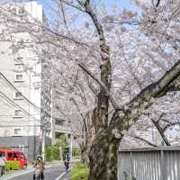 目黒川市場橋付近の桜並木