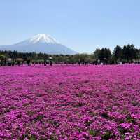 今が見頃！5月上旬のおすすめスポット