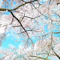 LATE SPRING @SHINJUKU GYOEN NATIONAL GARDEN