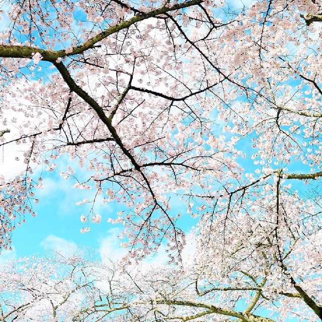 LATE SPRING @SHINJUKU GYOEN NATIONAL GARDEN
