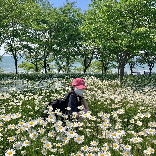 [샤스타데이지가 만개한 ‘변산마실길’]