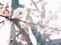 감고당길 🌺 꽃놀이