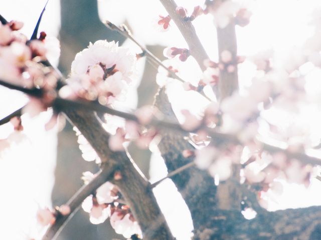 감고당길 🌺 꽃놀이