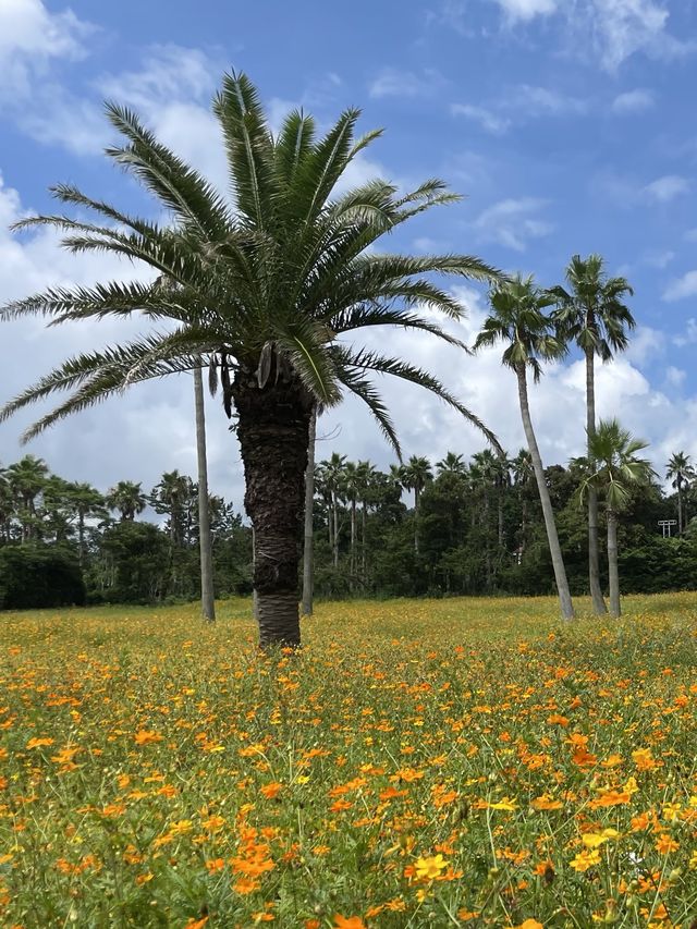 바다와 황화코스모스를 함께 볼 수 있는 곳💛