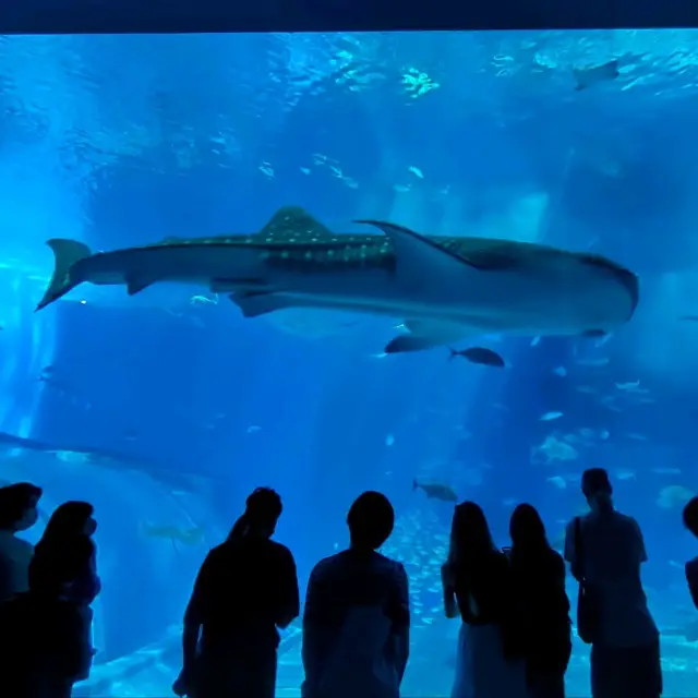 【沖縄 国頭村】美ら海水族館のジンベエザメ💦