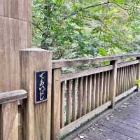 【青森】紅葉に色づく奥入瀬激流をお散歩♪