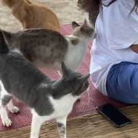 Cat cafe ทริปนี้เอามาฝากทาสแมวคนรักแมว