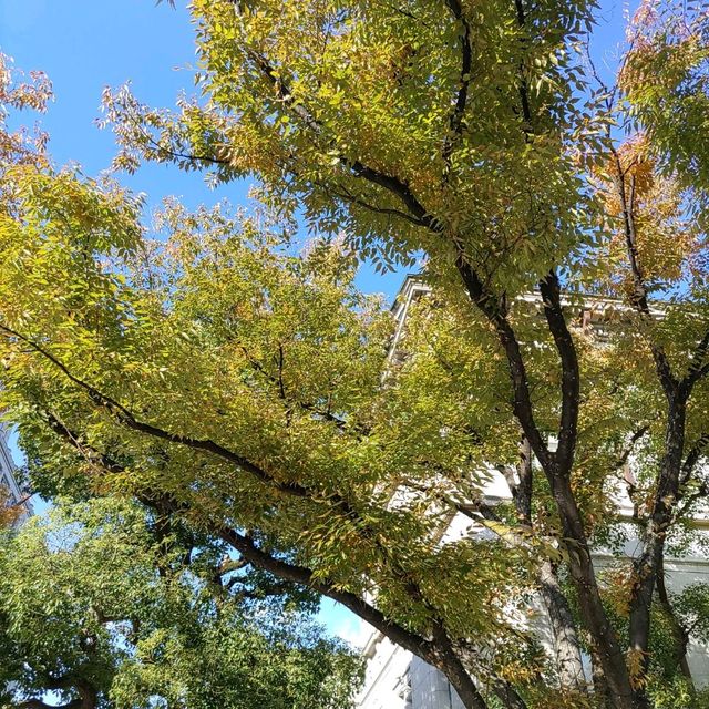 まるで神殿！大阪の中之島図書館