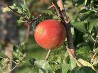 Apple picking in Japan? 🤤