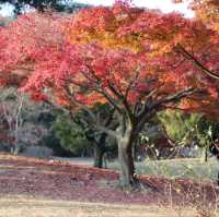 Autumn  Leaves