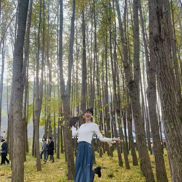 노란 단풍을 볼 수있는 경주 도리마을