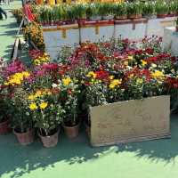 維多利亞公園行花市+欣賞「紅運𨬬頭」門牌