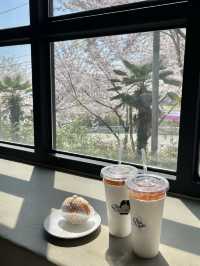 창원 벚꽃 뷰 카페 :: 어씨빅센터커피 ACCC🌸