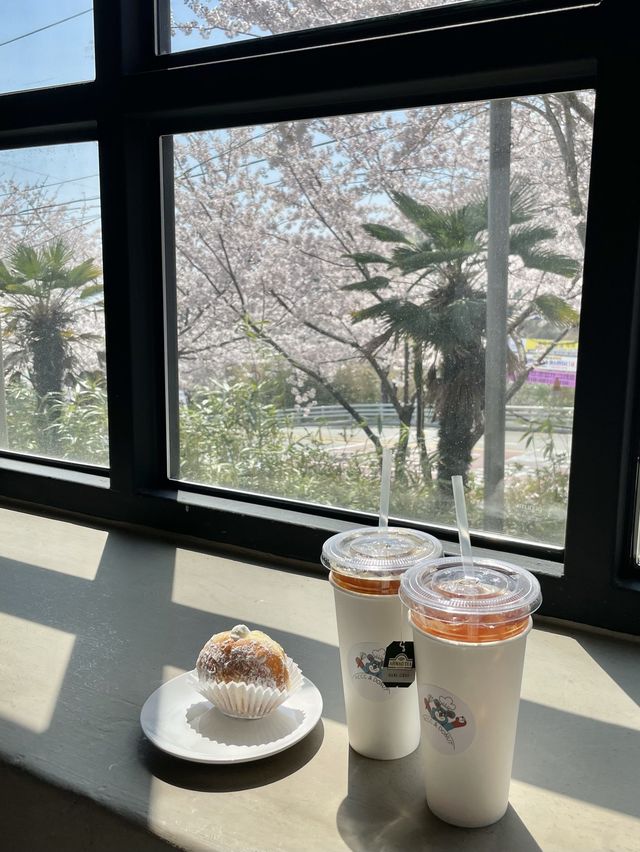 창원 벚꽃 뷰 카페 :: 어씨빅센터커피 ACCC🌸
