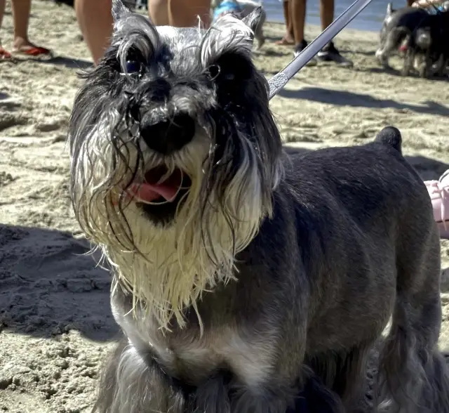 Beachfront dog party, Rosie’s dog beach, CA