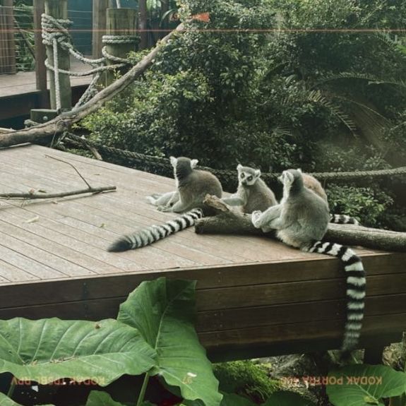 Taronga Zoo Sydney