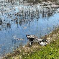 Wildlife experience at Everglades 