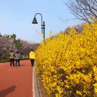 봄을 잔뜩 품은 공원