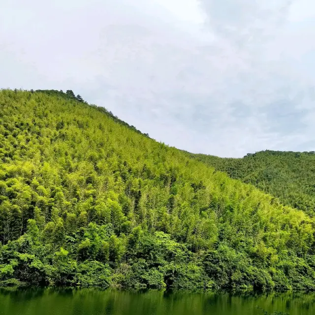 Tianmu Nanshan Bamboo Forest🌿