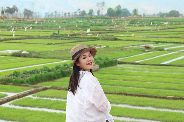 Rice seedlings are actually very beautiful.