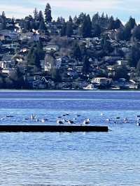 Seattle's Renton Washington Lakefront Park.