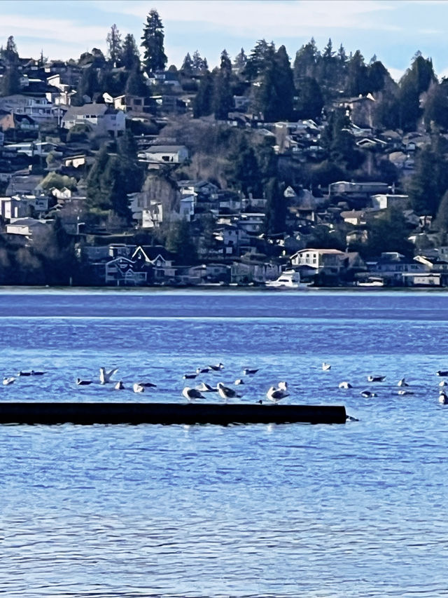 Seattle's Renton Washington Lakefront Park.