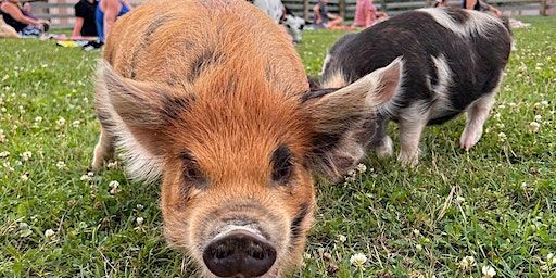 Tiny Goat Yoga | 61829 Ray Center Rd