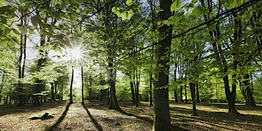 Small Woodland Management | Nower Wood Educational Nature Reserve